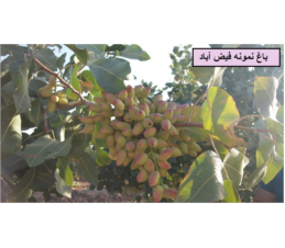 باغ تحقیقاتی پسته، خراسان رضویی، فیض آباد